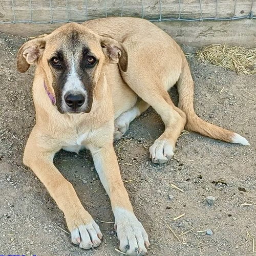 Photo of Fozzy, adoptable Anatolian Shepherd in Yreka, California