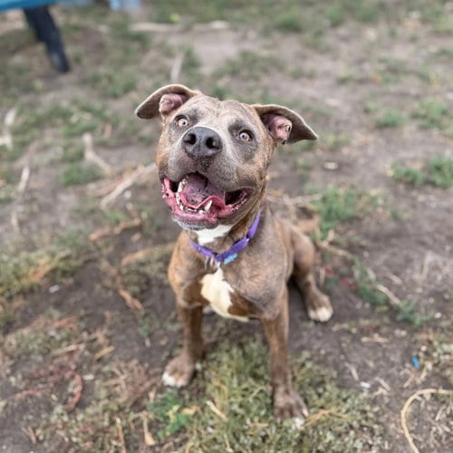 Photo of Stanley, adoptable Pit Bull Terrier in Aurora, Colorado