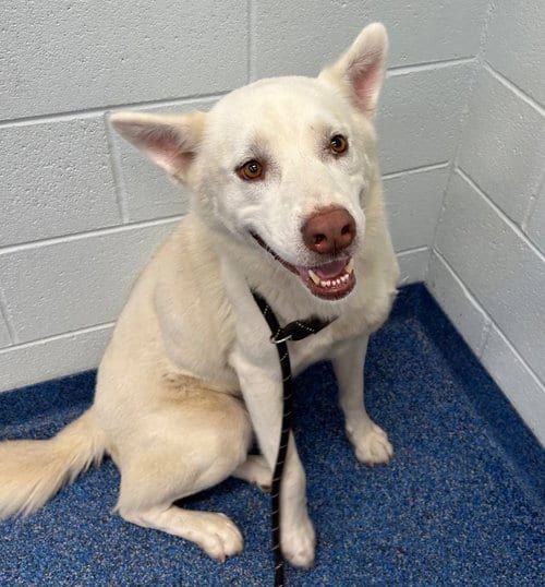 Photo of Max, adoptable Husky in Tarboro, North Carolina