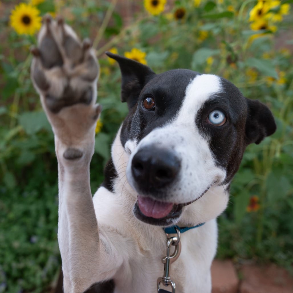 Photo of Winifred, adoptable Husky / Sheepdog, Mcnab in Kanab, Utah
