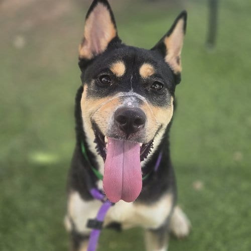 Photo of Skeeter, adoptable Australian Kelpie in Phoenix, Arizona