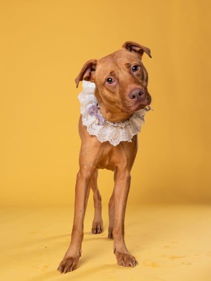 Photo of Dymin, adoptable dog in Atlanta, Georgia