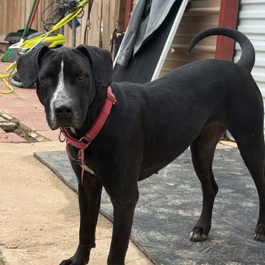 Photo of Juno, adoptable Retriever, Labrador / Mix in Weatherford, Texas