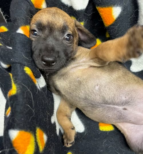 Photo of Vespa, adoptable Chihuahua in Gilberts, Illinois