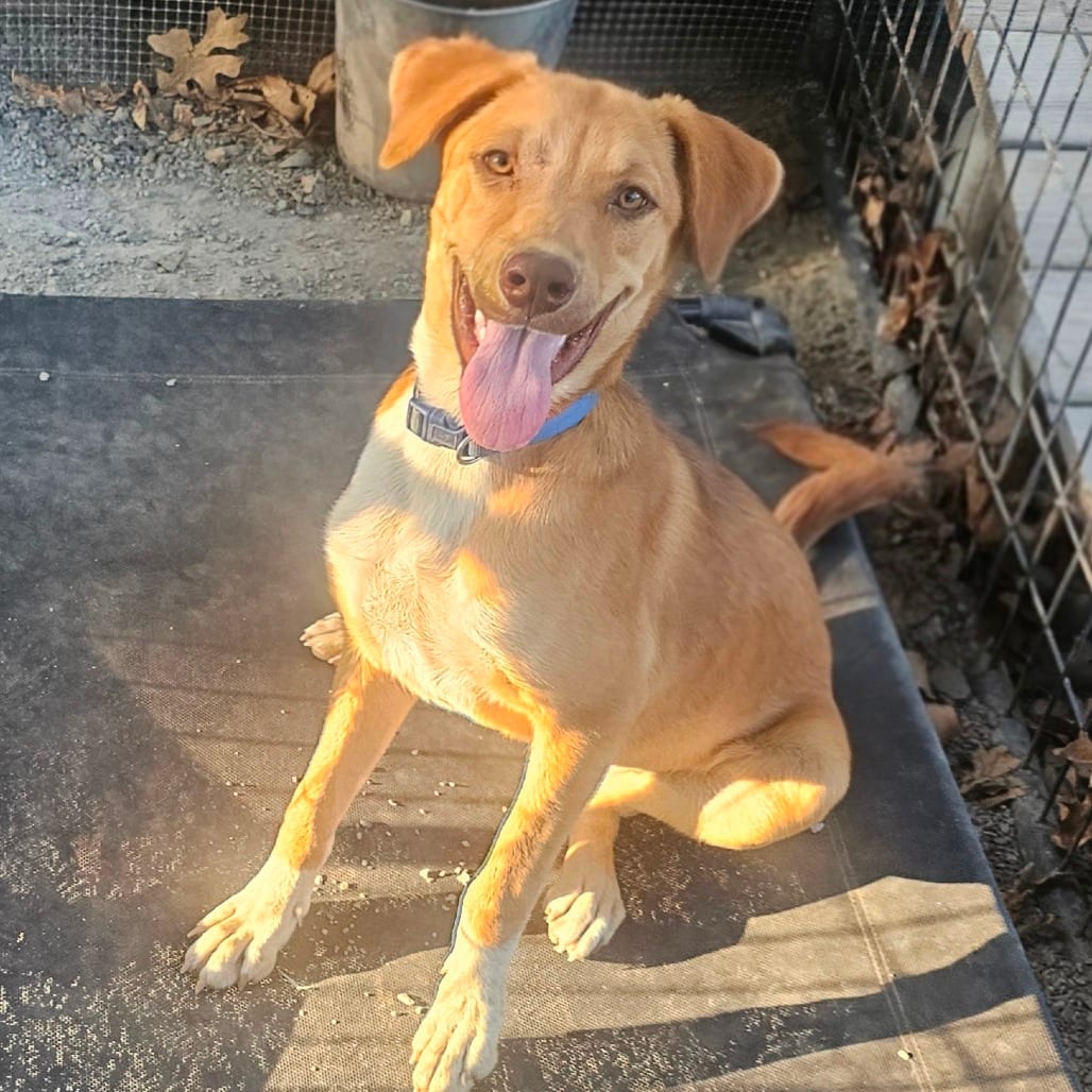 Photo of Jersey, adoptable Cattle Dog, Australian (Red Heeler) in Mount Vernon, Arkansas