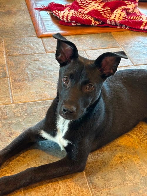 Photo of Zuri, adoptable Jack Russell Terrier in MECHANICSBURG, Pennsylvania