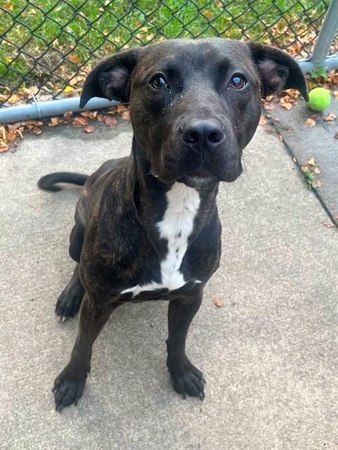 Photo of Snickers, adoptable American Pit Bull Terrier mix in Chicago, Illinois