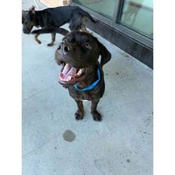 Photo of Braylon, adoptable Mixed Breed (Medium) in Baton Rouge, Louisiana