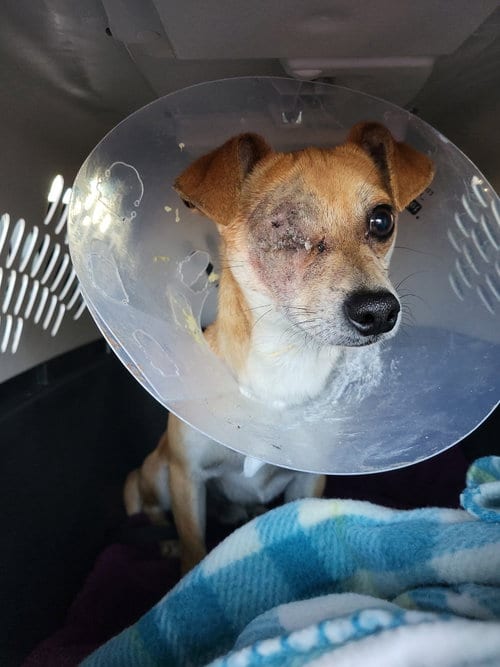 Photo of Roody, adoptable Chihuahua in Pittsburgh, Pennsylvania