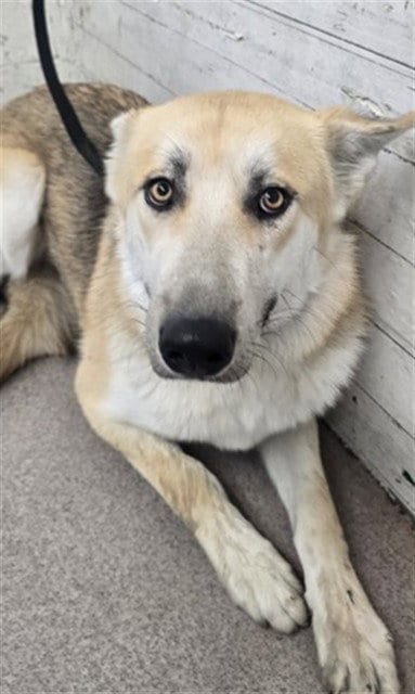 Photo of Rylee, adoptable German Shepherd Dog in San Bernardino, California
