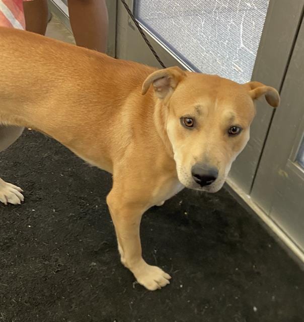 Photo of Kora, adoptable Mixed Breed