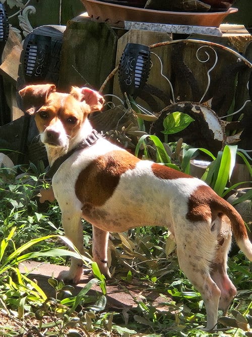 Photo of Milly Scout, adoptable Dachshund in Friendswood, Texas