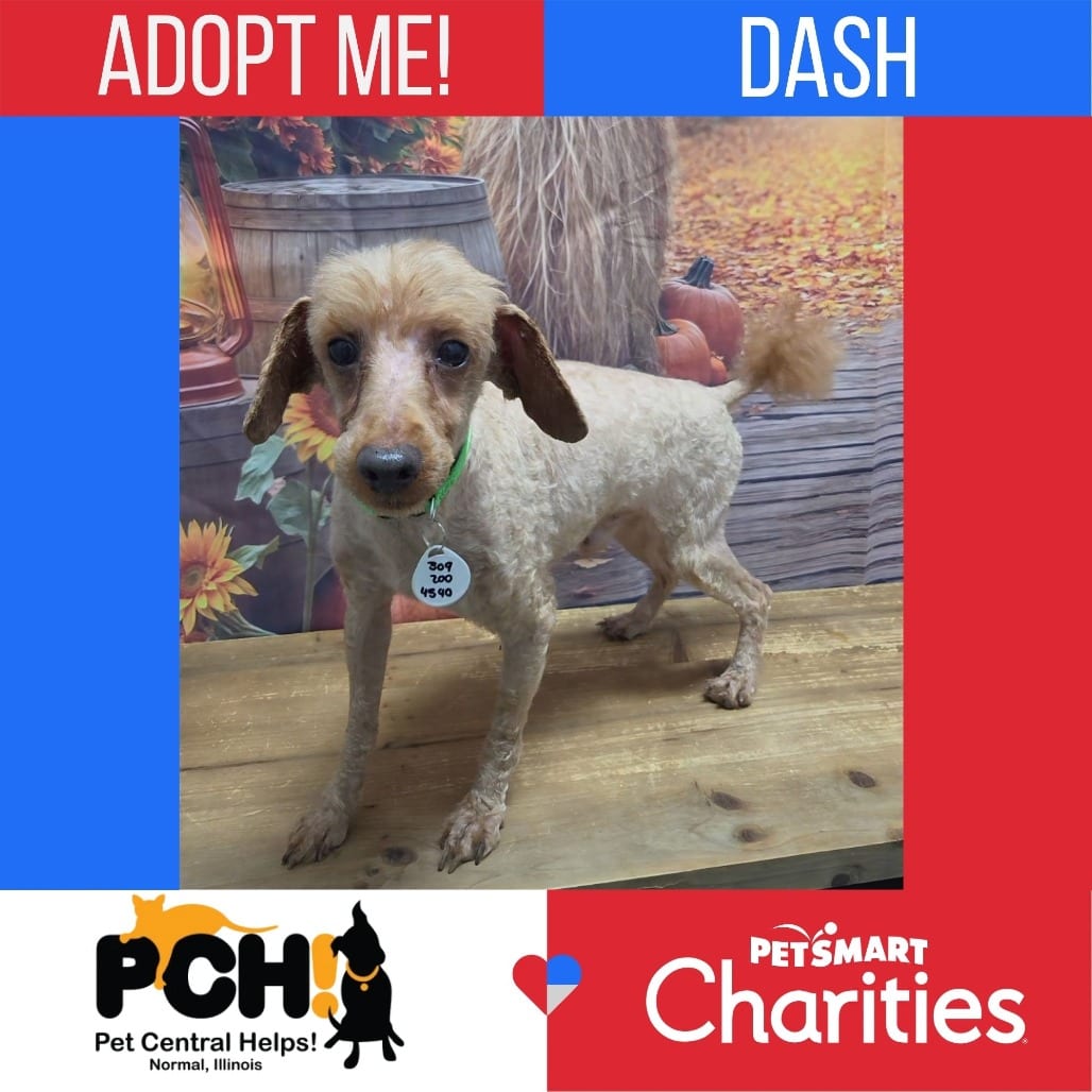 Photo of Dash, adoptable Poodle, Miniature in Normal, Illinois