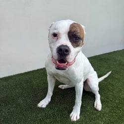 Photo of Luna 8821, adoptable American Bulldog in Loxahatchee, Florida