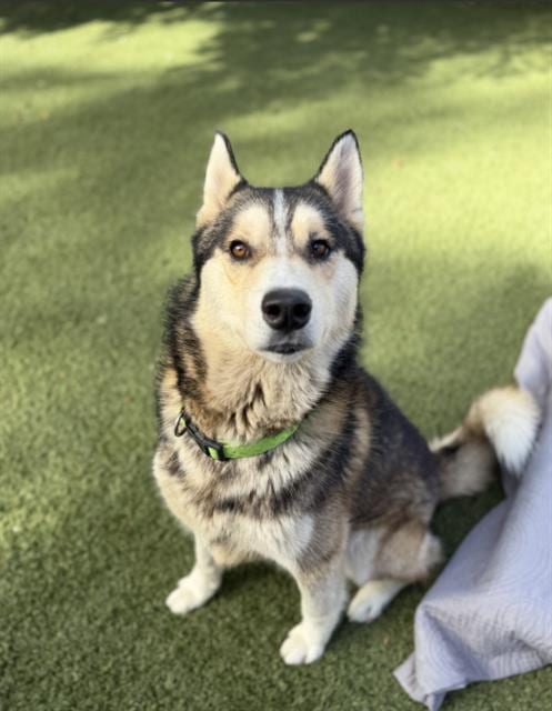 Photo of Samson, adoptable Husky in Chula Vista, California