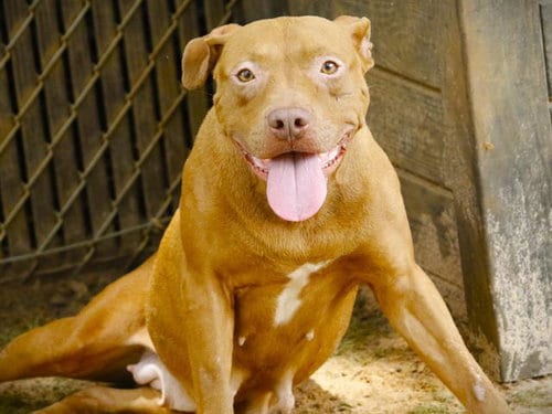 Photo of Sadie, adoptable American Staffordshire Terrier in Tallahassee, Florida