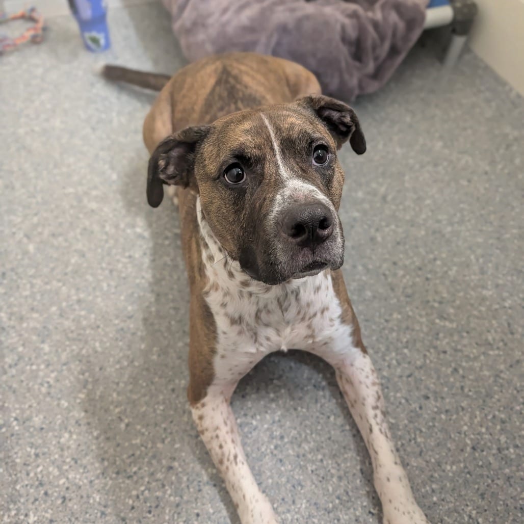 Photo of Ludo, adoptable Mixed Breed (Large)
