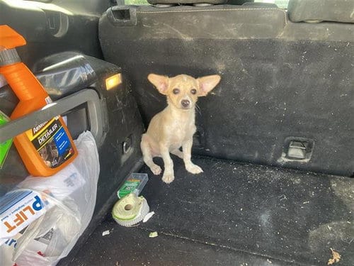 Photo of Josue, adoptable Chihuahua in San Antonio, Texas
