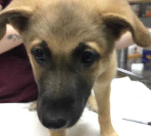 Photo of Phineas Fylnn, adoptable German Shepherd Dog in Riverside, California