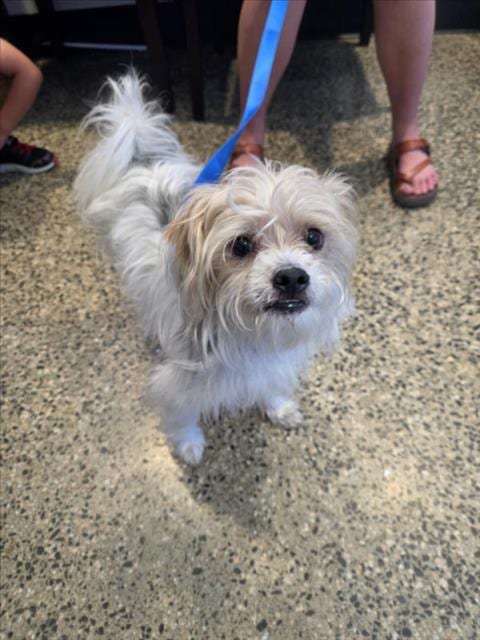 Photo of Oreo, adoptable Maltese in Tracy, California