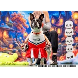 Photo of Roggie, adoptable Mixed Breed (Medium) in West Palm Beach, Florida