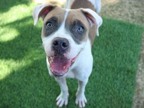 Photo of Rosie Anne, adoptable Boxer in Tallahassee, Florida