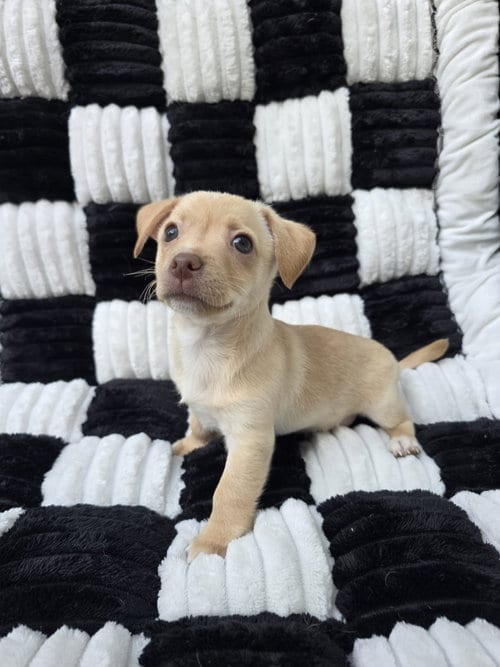 Photo of Fred, adoptable Chihuahua in San Francisco, California