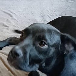 Photo of Daffy, adoptable Labrador Retriever Mixed Breed (Medium) in Cairo, Georgia