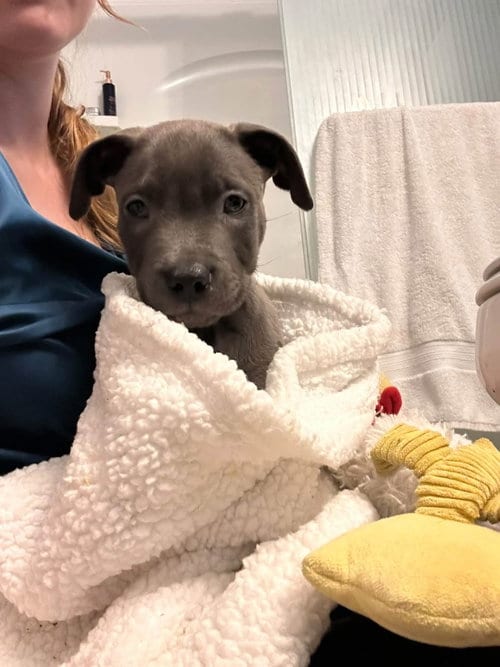 Photo of Jorts, adoptable American Pit Bull Terrier in Germantown, Ohio