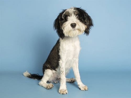 Photo of Amadeus, adoptable Maltese in Phoenix, Arizona