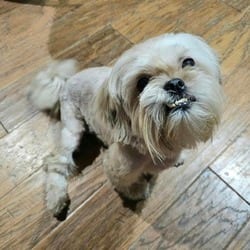Photo of Sandi RD, adoptable Shih Tzu in Richfield, Minnesota