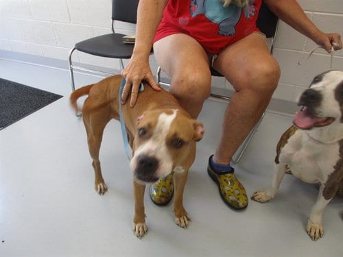 Photo of A391081, adoptable American Staffordshire Terrier in Ocala, Florida