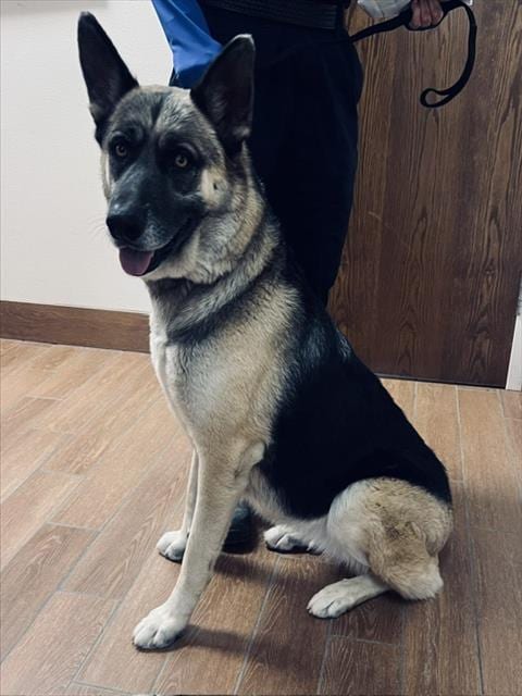 Photo of Nova, adoptable German Shepherd Dog in Norco, California