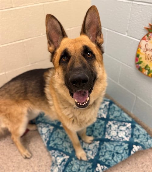 Photo of Big Canelo, adoptable German Shepherd Dog in Brighton, Colorado