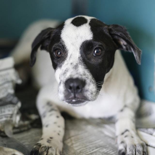Photo of Pepper, adoptable dog in San Antonio, Texas