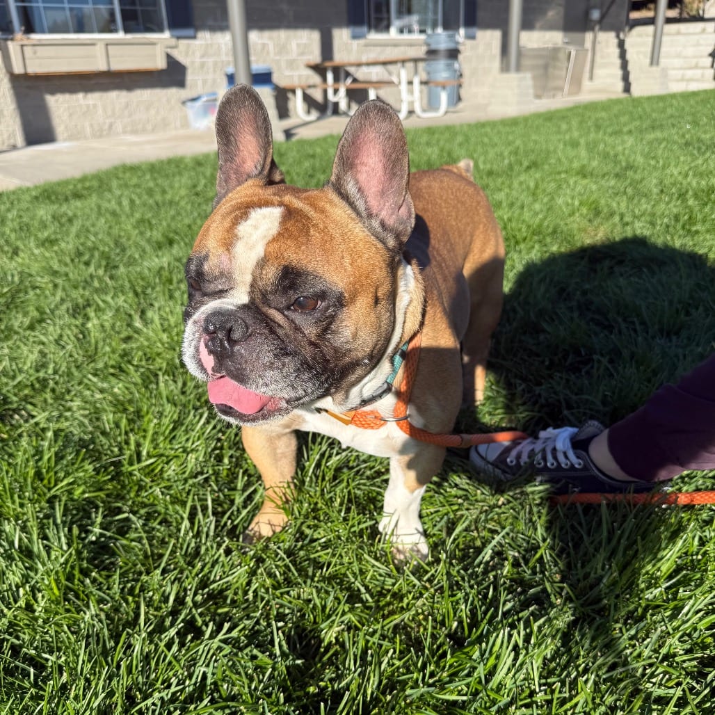 Photo of Pluto, adoptable Bulldog, French in Bend, Oregon