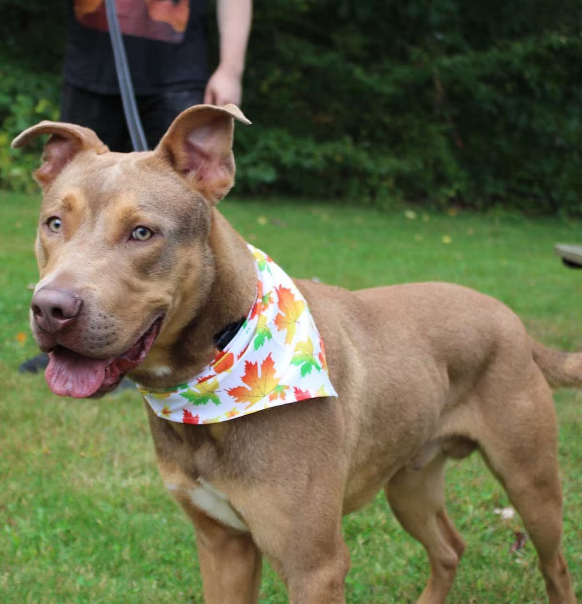Photo of Ken, adoptable American Pit Bull Terrier/American Staffordshire Terrier in New Milford, Connecticut