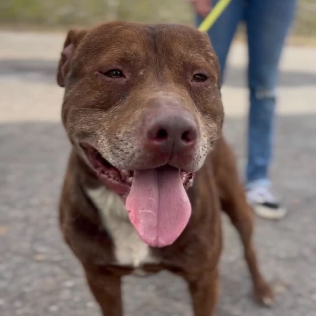 Photo of Cowboy, adoptable Terrier, American Pit Bull in California, California