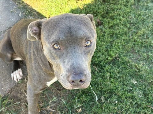 Photo of Chicken, adoptable Pit Bull Terrier in Tulsa, Oklahoma