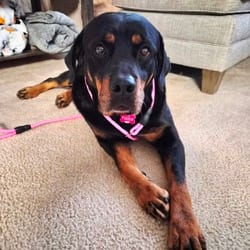 Photo of Baby Girl, adoptable Rottweiler in Frederick, Maryland