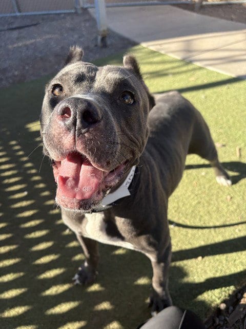 Photo of Garnet, adoptable Staffordshire Bull Terrier in Phoenix, Arizona