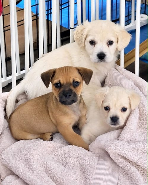 Photo of Lola's pups, adoptable Cocker Spaniel in Anchorage, Alaska