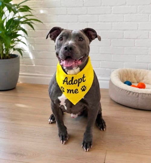 Photo of Blue, adoptable American Staffordshire Terrier in Euless, Texas