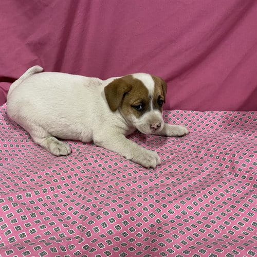 Photo of A614028, adoptable Australian Shepherd in Modesto, California