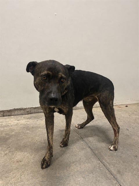 Photo of Rain, adoptable Terrier mix in Miami, Florida