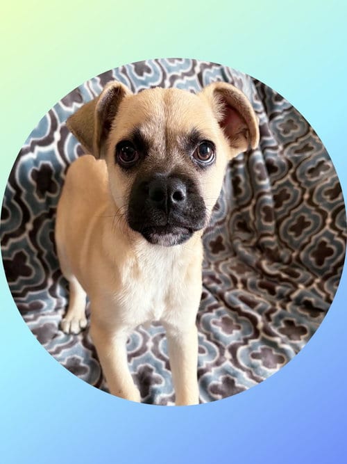 Photo of BUCK the Chug, adoptable Pug in Chandler, Arizona