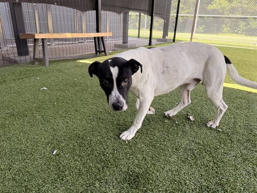 Photo of Sirloin, adoptable Pit Bull Terrier in Garland, Texas