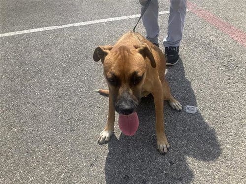 Photo of Brownie, adoptable American Staffordshire Terrier in San Antonio, Texas