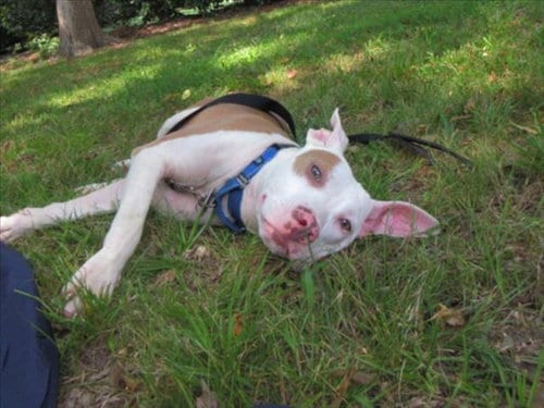 Photo of Billy, adoptable Hound in Chapel Hill, North Carolina