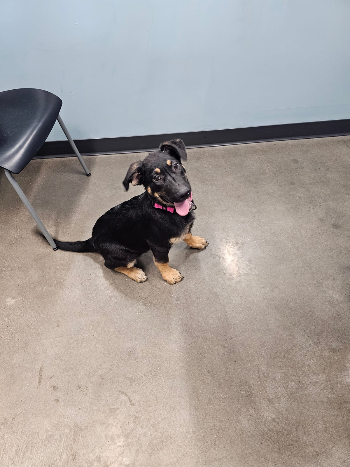 Photo of Delta, adoptable German Shepherd Dog in Maricopa, Arizona
